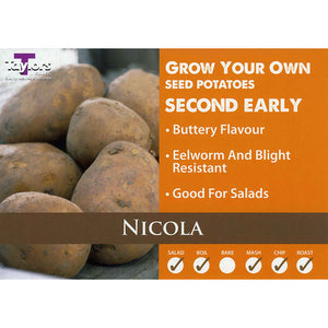 Nicola Second Early Seed Potatoes - 2kg image