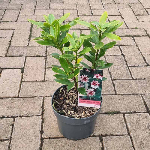 Daphne odora ‘Aureomarginata’ image 0