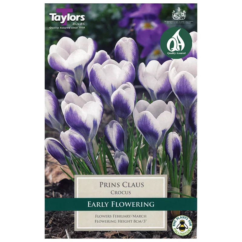 Crocus 'Prins Claus' (10 Bulbs) image 0