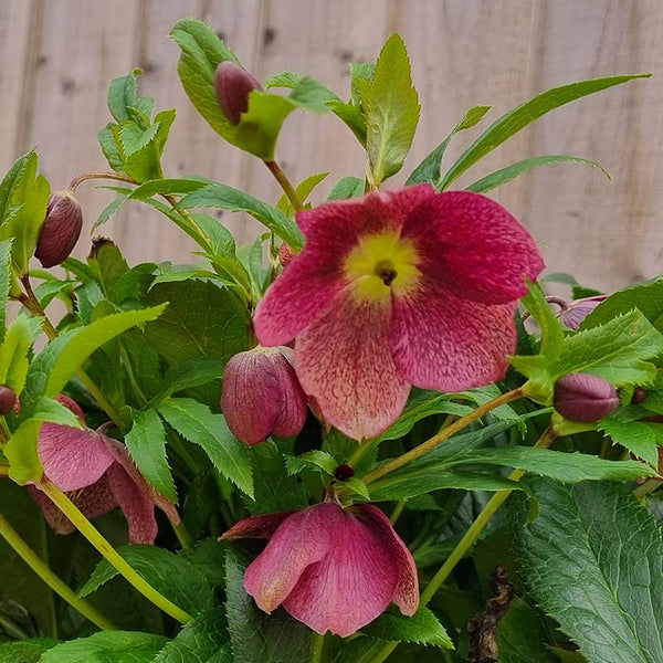 Hellebore ViV® Victoria (4-Litre Pot) image 1