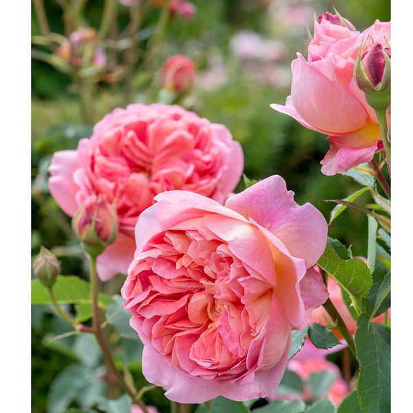 David Austin Boscobel® English Shrub Rose (6-Litre Pot) image 4