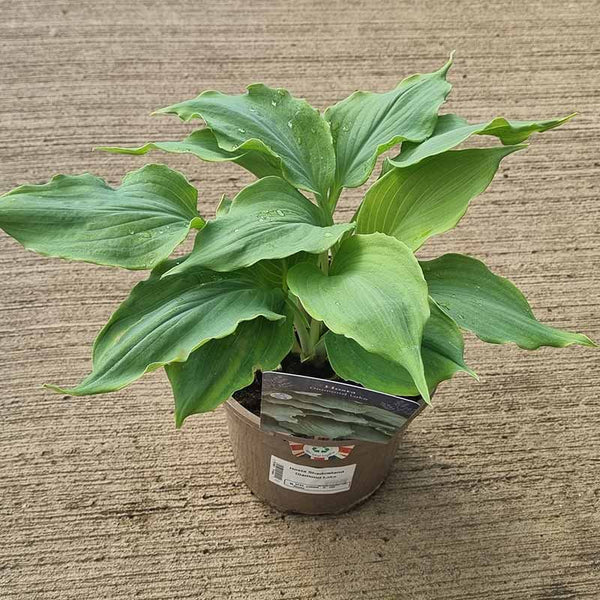 Hosta Shadowland ‘Diamond Lake’ (2-Litre Pot) image 0