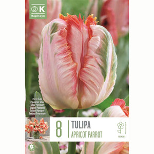 Tulip ‘Apricot Parrot’ (8 bulbs) image 0