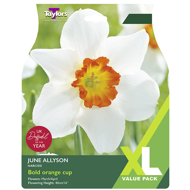 Narcissus ‘June Allyson’ Daffodil (12 Bulbs) image 0