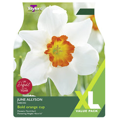 Narcissus ‘June Allyson’ Daffodil (12 Bulbs) image 0