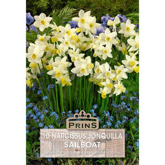 Narcissus 'Sailboat' (10 bulbs) image 0