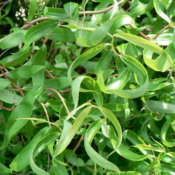 Salix matsudana ‘Tortuosa’ Tree (Dragon’s Claw Willow) (12-Litre Pot) image 0