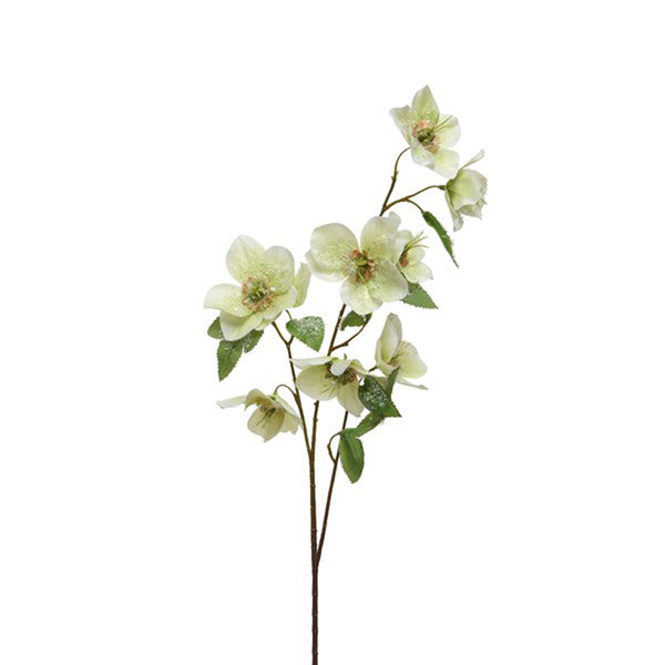 Everlands White Hellebore Spray (56cm) image 0