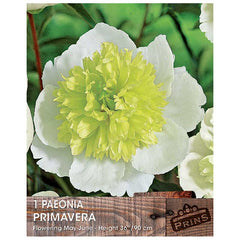 Paeonia 'Primavera' Bare Root image 0