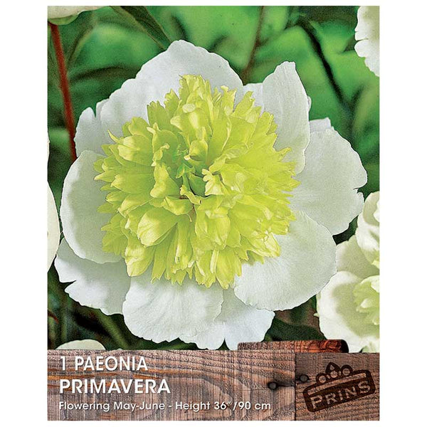 Paeonia 'Primavera' Bare Root image 0