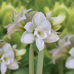 Amaryllis ‘Akiko’ (1 Bulb) image 0