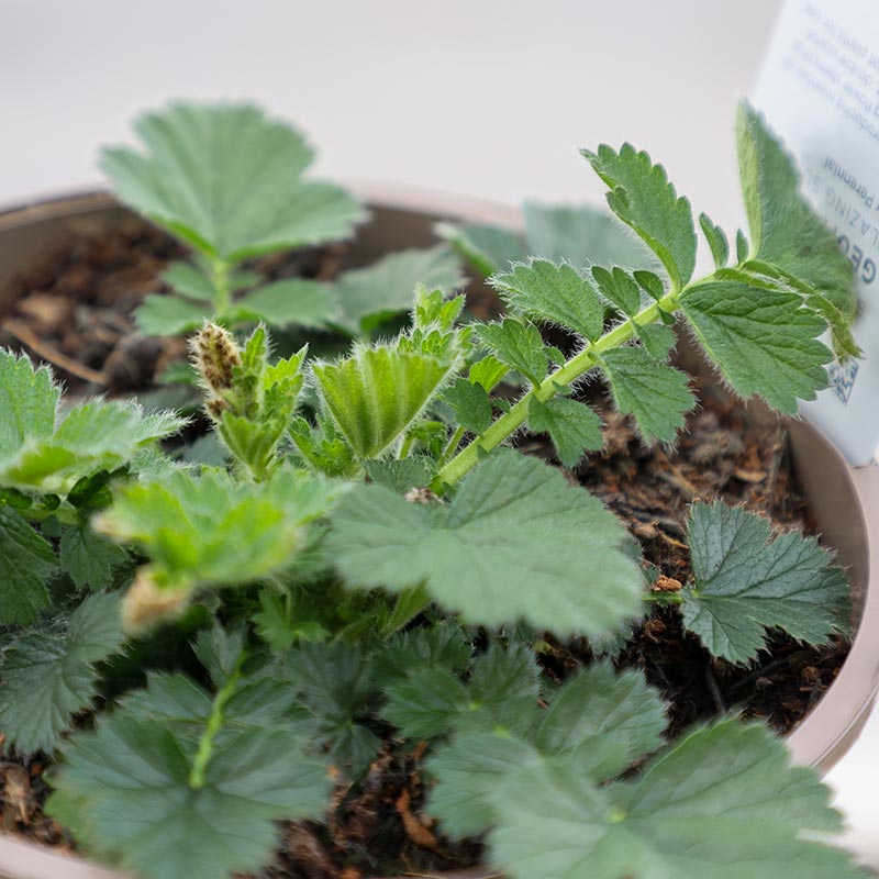 Geum Double 'Blazing Sunset' (2-Litre Pot) image 0