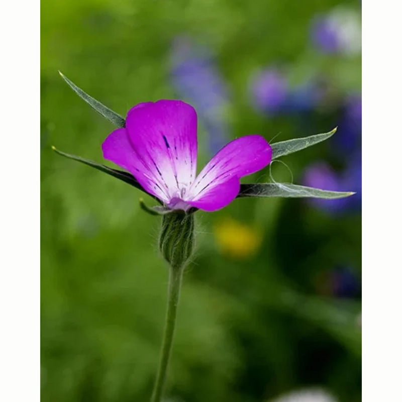 Corncockle Native Wild Flower Seeds (1 Packet) image 0
