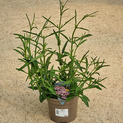 Verbena bonariensis 'Bonnie Blue' (2-Litre Pot) image 0