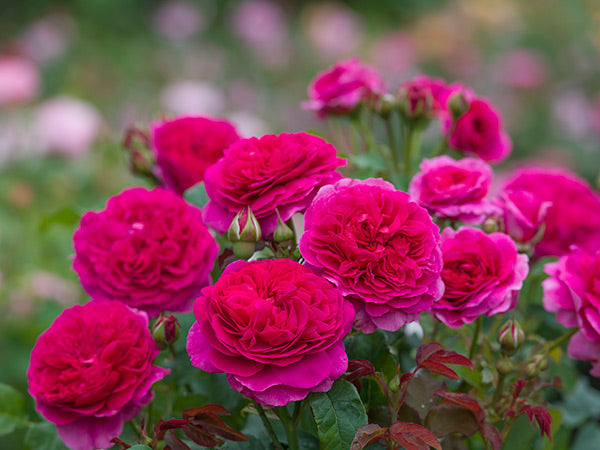 David Austin Gabriel Oak® English Shrub Rose (6-Litre Pot) image 0
