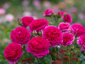 David Austin Gabriel Oak® English Shrub Rose (6-Litre Pot) image 1