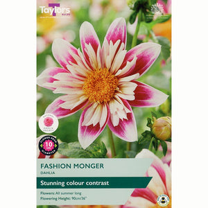 Dahlia ‘Fashion Monger’ with White & Pink Flowers (1 Tuber) image 0
