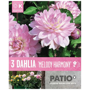 Dahlia Decorative 'Melody Harmony' (3 tubers) image 0