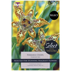 Ferraria crispa 'Starfish Iris' (1 bulb) image 0