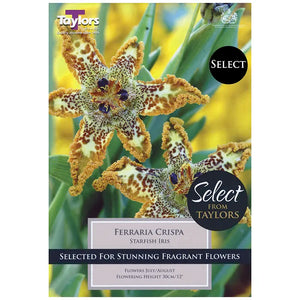 Ferraria crispa 'Starfish Iris' (1 bulb) image 0