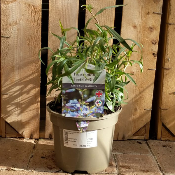 Penstemon heterophyllus 'Electric Blue' (2 litre pot) image 0
