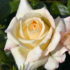 Whartons Roses ‘Special Day’ Shrub Rose (3-Litre Pot) image 0