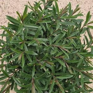 Hebe ‘Strawberries and Cream’ (2-Litre Pot) image 1