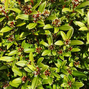 Skimmia japonica 'Scarlet Dwarf' (f) (3-Litre Pot) image 0