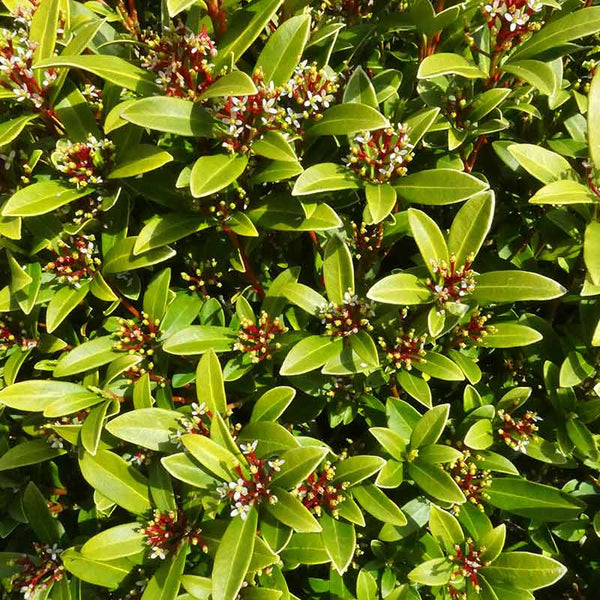 Skimmia japonica 'Scarlet Dwarf' (f) (3-Litre Pot) image 0
