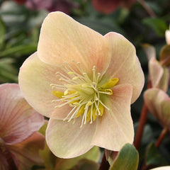 Hellebore x Ballardiae ‘HGC Cinnamon Snow’ (2-Litre Pot) image 0