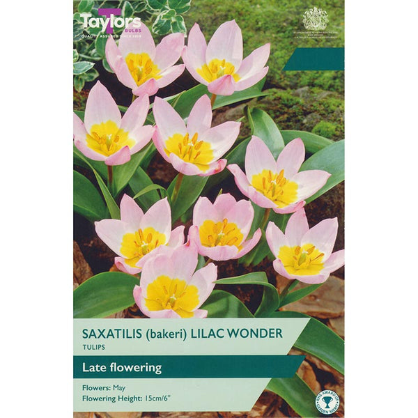 Tulip saxatilis ‘Lilac Wonder’ (12 Bulbs) image 0