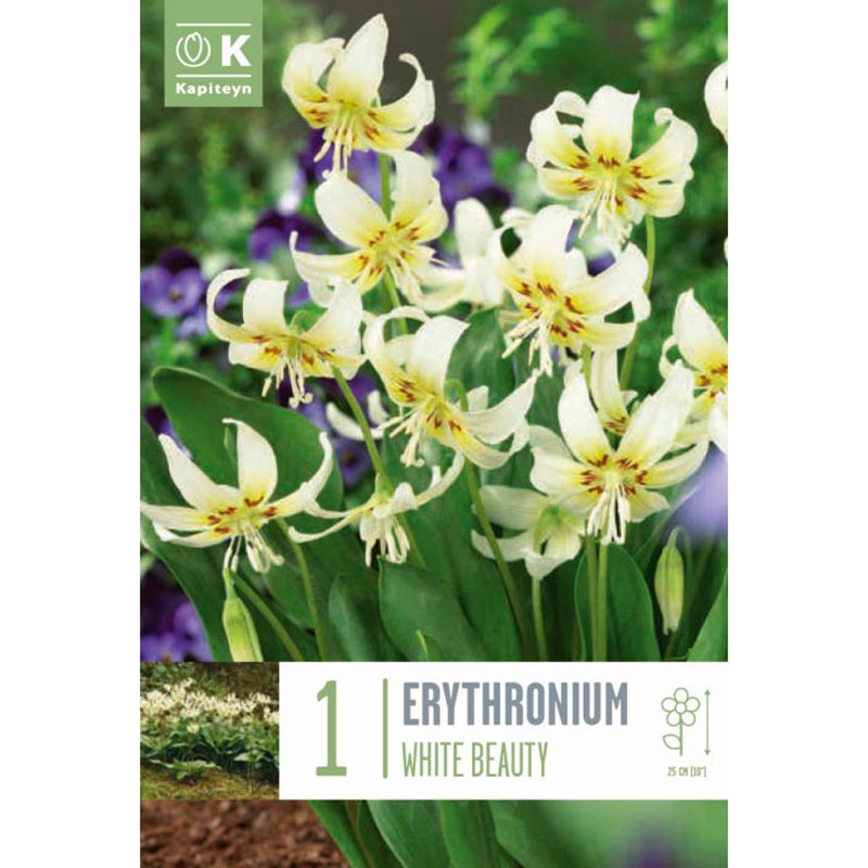 Erythronium 'White Beauty' (1 bulb) image 0