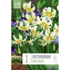 Erythronium 'White Beauty' (1 bulb) image 0