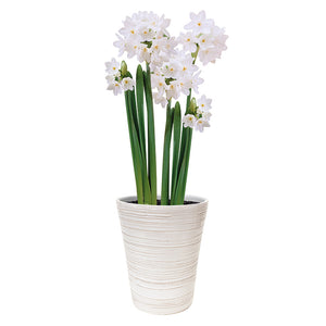 Indoor Planter Set with Narcissi Paperwhite Galilee (3 bulbs) image 0