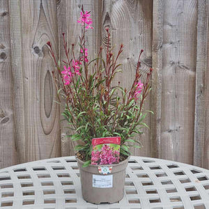 Gaura Steffi Blush Dark Rose (2-Litre Pot) image 2