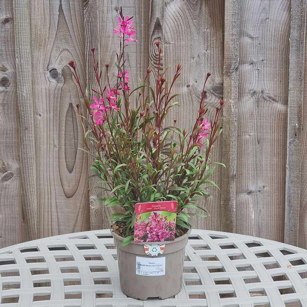 Gaura Steffi Blush Dark Rose (2-Litre Pot) image 2