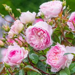 David Austin Silas Marner® English Shrub Rose (6-Litre Pot) image 0