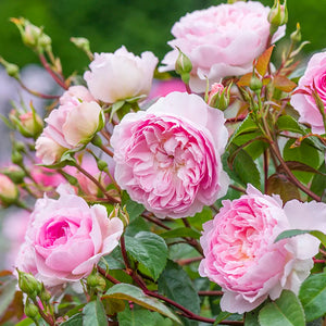 David Austin Silas Marner® English Shrub Rose (6-Litre Pot) image 0