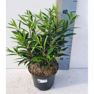 Sarcococca hookeriana 'Purple Stem' (Sweet Box) image 2