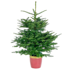 Needlefresh Noble Fir Pot Grown Christmas Tree image 0
