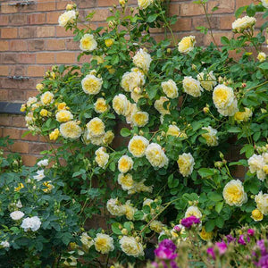 David Austin The Pilgrim® English Climbing Rose (6-Litre Pot) image 2