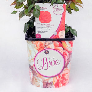 Whartons Roses ‘Grandpa’s Rose’ Shrub Rose - 4.5-litre 'With Love' gift pot image