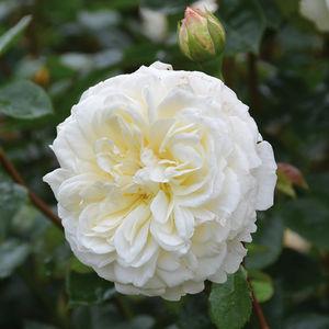 David Austin Tranquillity® English Shrub Rose (6-Litre Pot) image 3