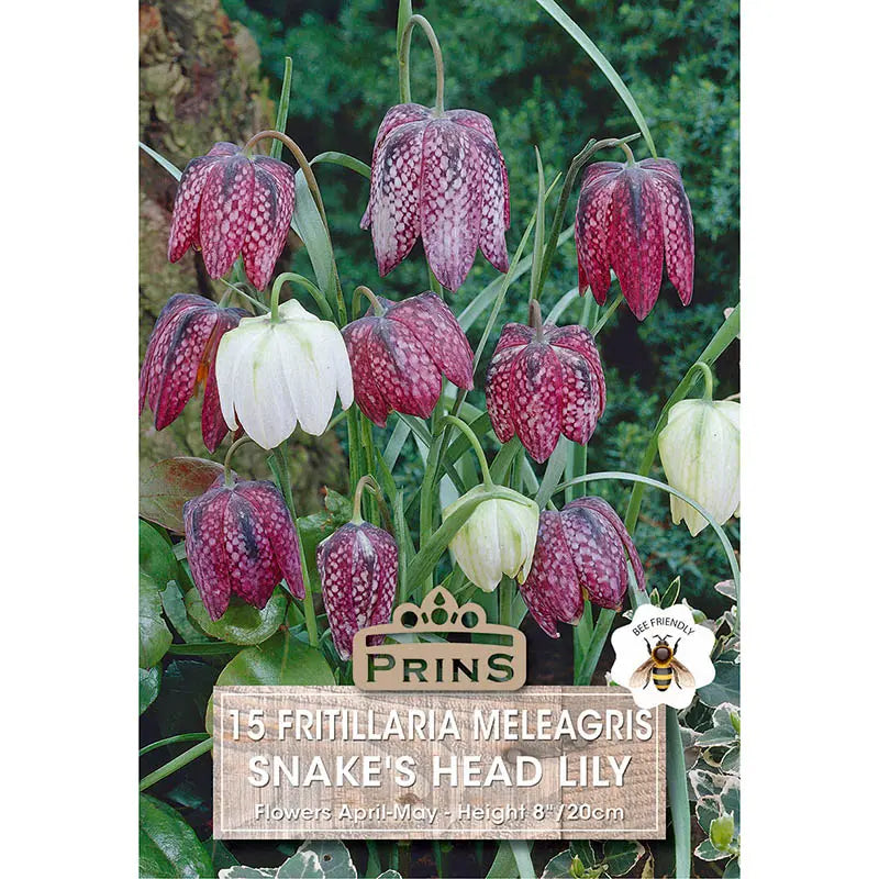 Fritillaria meleagris mixed 'Snake's Head Fritillary' (15 bulbs) image 0