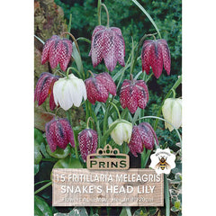 Fritillaria meleagris mixed 'Snake's Head Fritillary' (15 bulbs) image 0