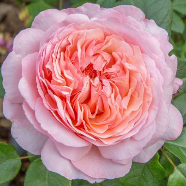 Whartons Roses ‘Sweet Romantica’ Hybrid Tea Shrub Rose (3-Litre Pot) image 0