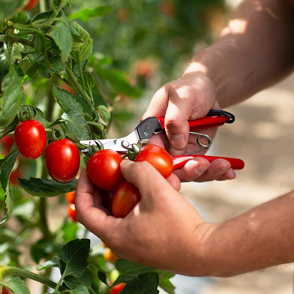 FELCO Model 321 Bypass Garden Snips Cutting Tomatoes