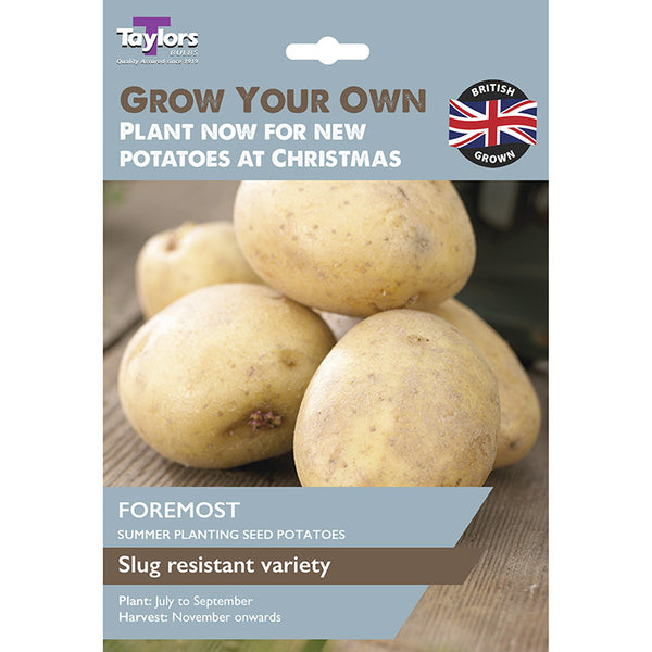 ‘Foremost’ Christmas Harvest, Summer Planting Seed Potatoes (Pack of 10) image 0