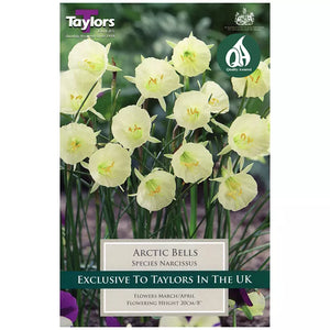Narcissus 'Arctic Bells' Daffodils (7 bulbs) image 0