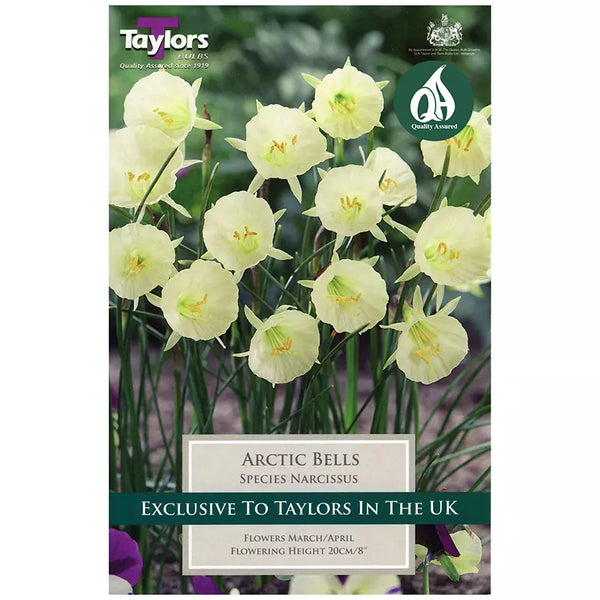 Narcissus 'Arctic Bells' Daffodils (7 bulbs) image 0